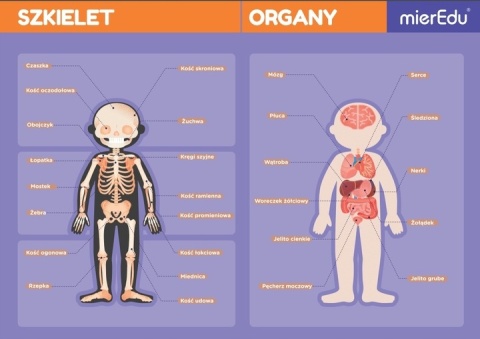 Magnetyczna podkładka - Anatomia człowieka