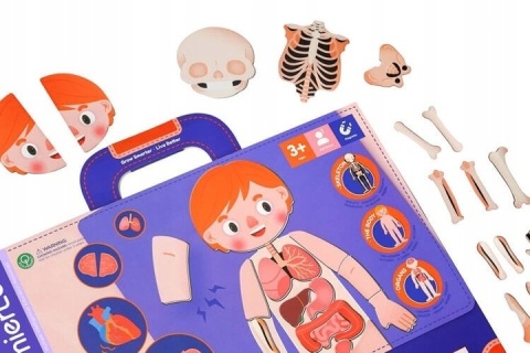 Magnetyczna podkładka - Anatomia człowieka